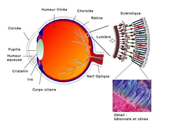 Schéma de l'oeil humain