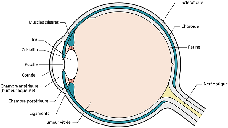 Schéma de l'oeil en coupe